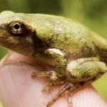 H-versicolor metamorph side K-Briggs