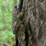 H-versicolor on tree, Essex, August 2, 2014, Heather Peatman