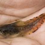 H-versicolor tadpole K-Briggs