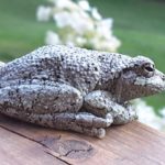 H-versicolor (yota), Sudbury, September 2, 2016, Barbara Kimmel