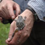 H. versicolor adult dorsal&leg on hand C. Slesar