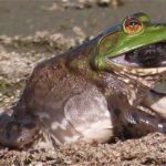 L-catebeianus eating Snapper-Carol Thompson