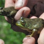 L-cates & clam compared-Katie Reilley