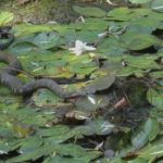 L-catesbeianus & N-sipedon, 9-1-2007, Lou Magnani