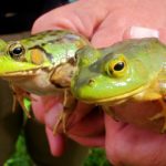L-clamitans & L-catesbeianus compared April Hillman