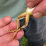 L-palustris, Mt Holly, July 2, 2014, Megan Kane & Jim Andrews-2