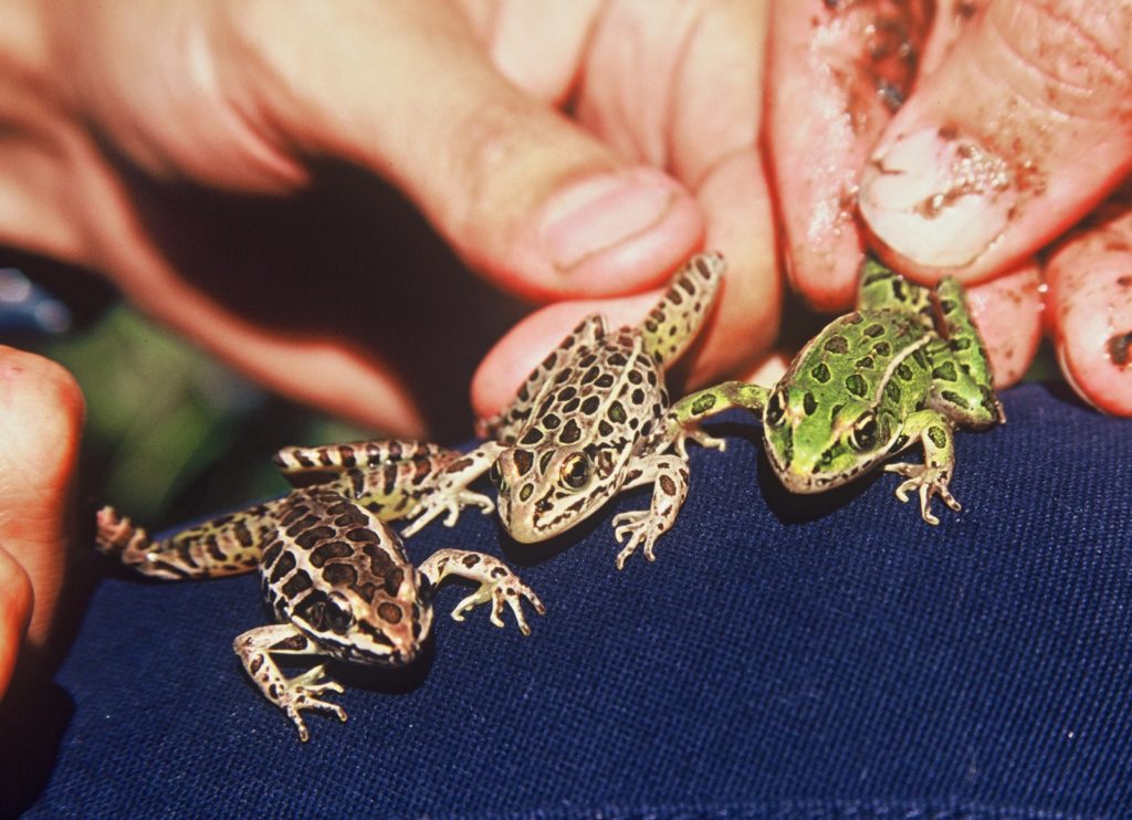 shows both Pickeral and Leopard frogs to show the differences between them. Photo courtesy Sue Morse.