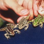 L-palustris & pipiens Sue Morse