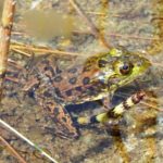 L-septentrionalis 3, Williamstown, August 10, 2015, Doreen Chamberlain