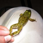 L-septentrionalis, East Montpelier, John Jose, 6-20-2014