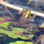 L-septentrionalis, Williamstown, 2015, Doreen & Winston Chambers