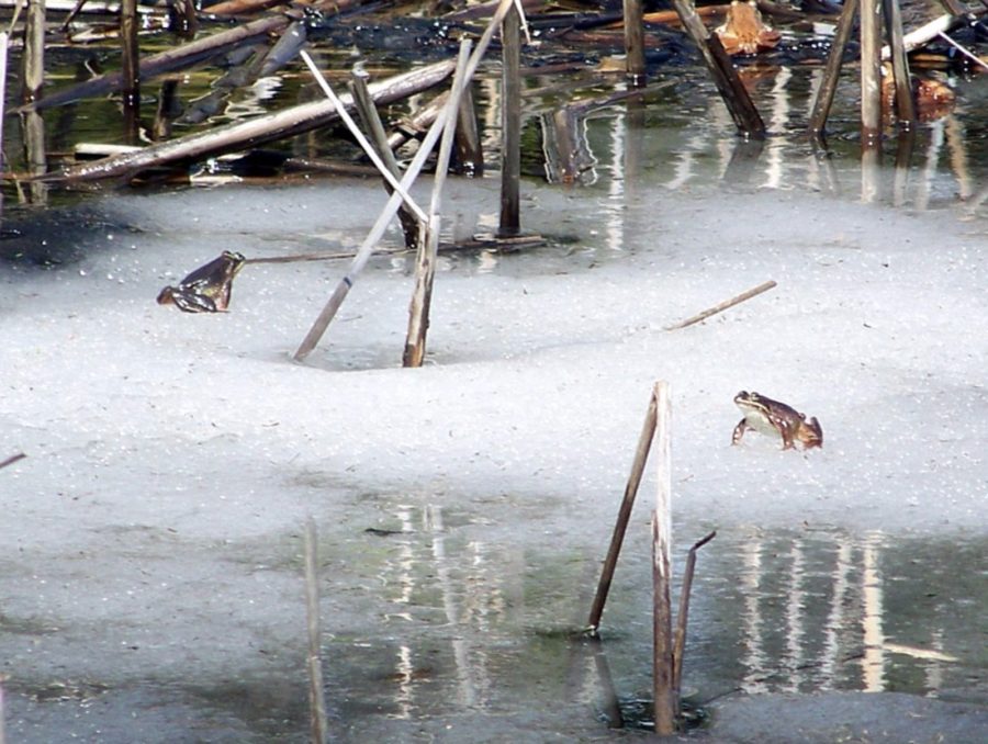 Lithobates sylvaticus Wood Frog Vermont Reptile and Amphibian Atlas
