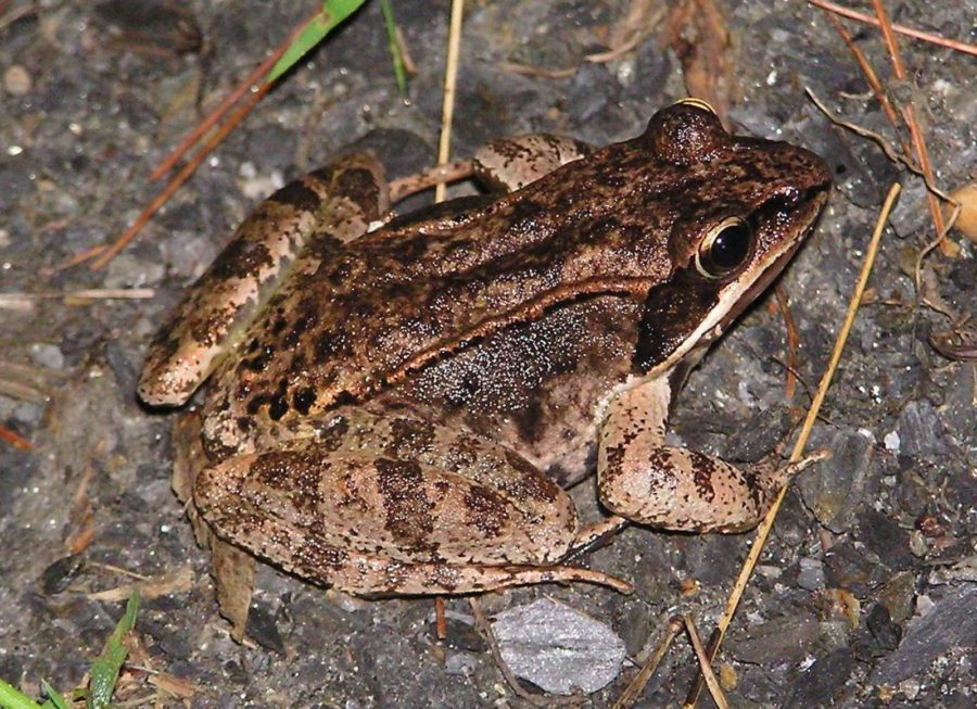 Lithobates sylvaticus Wood Frog Vermont Reptile and Amphibian Atlas