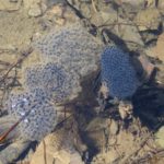L-sylvaticus eggs