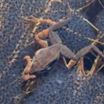 L-sylvaticus in amplexus over cloud