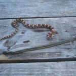 L-traingulum regurged Garter