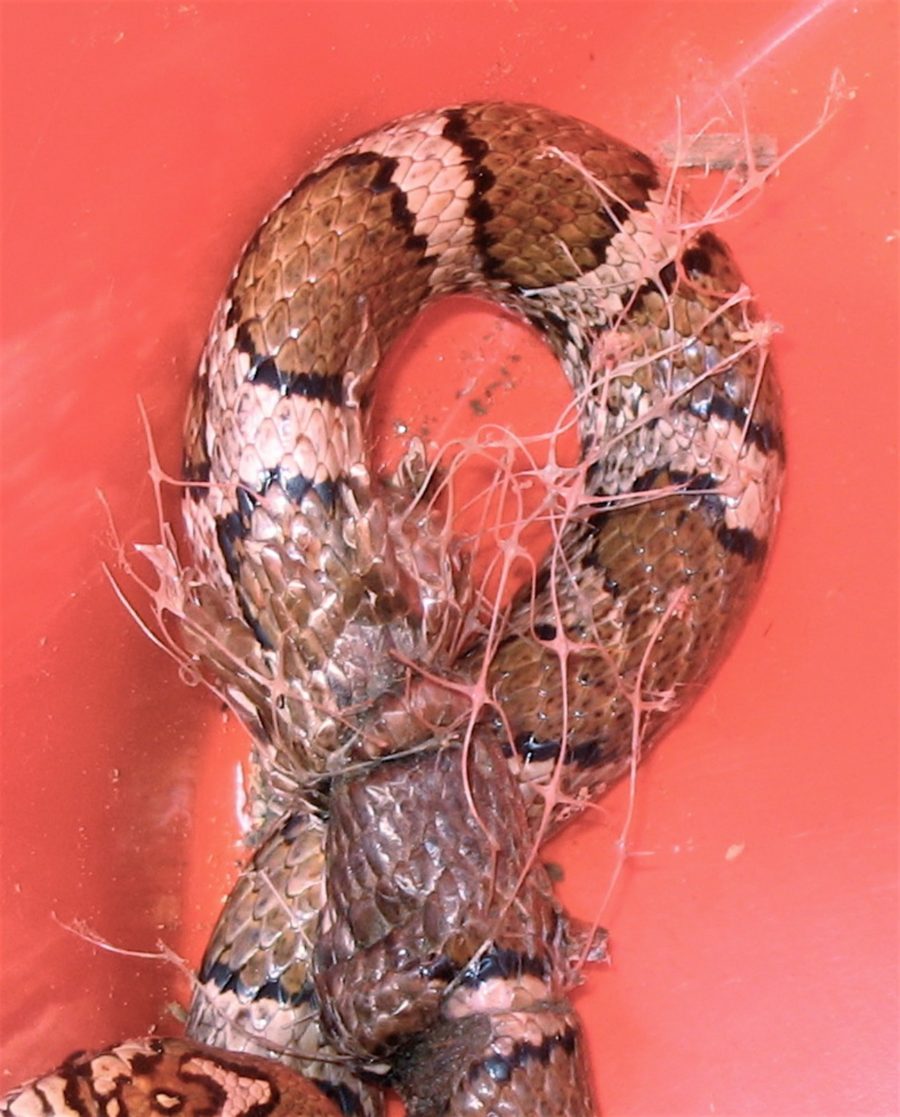 Ltriangulum in netting close up Matthew Davis Vermont Reptile and