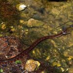 N-sipedon eating bullhead Carl Haasper