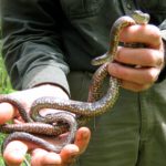 N-sipedon venter in hand
