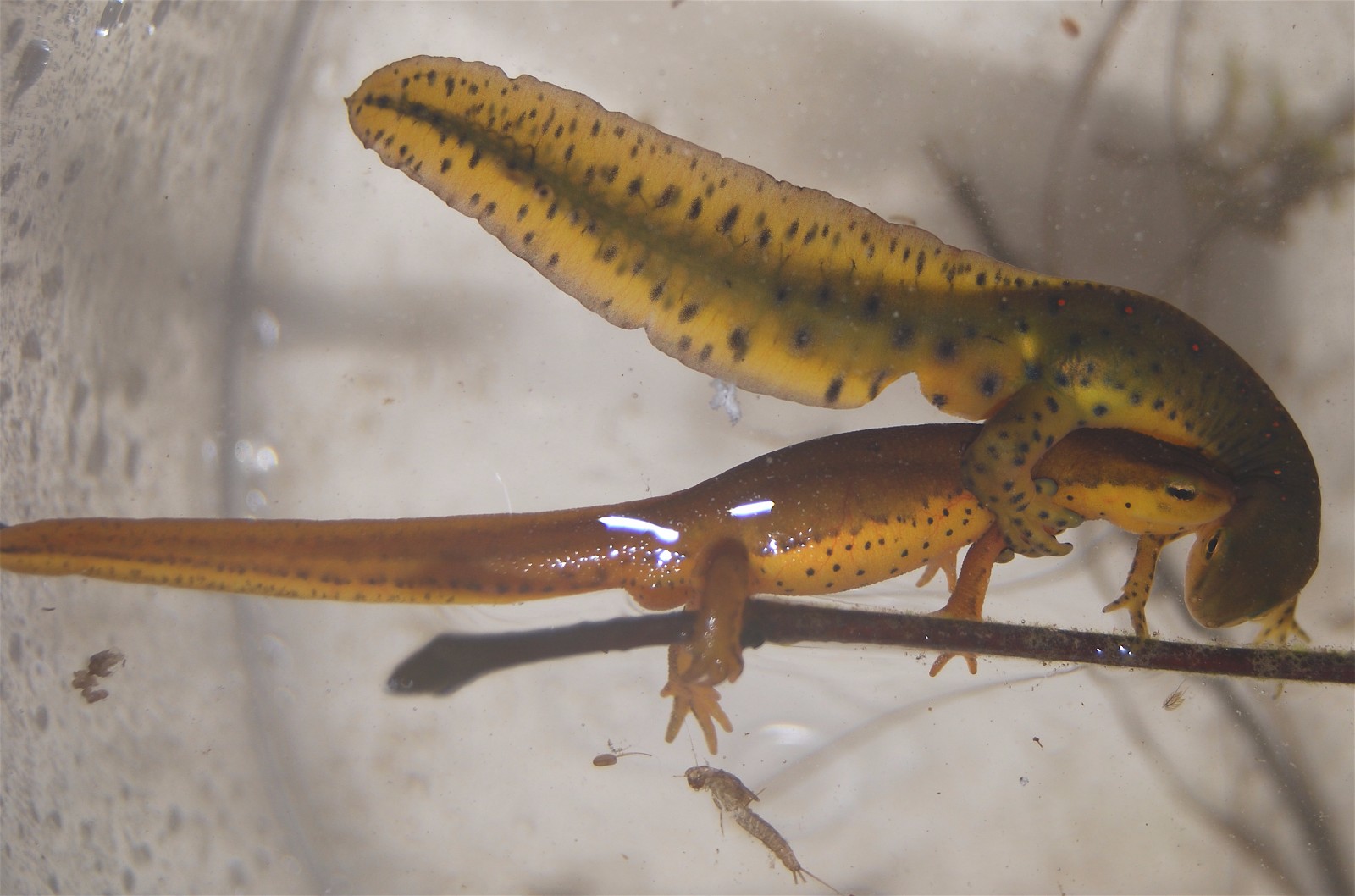 newt amphibian