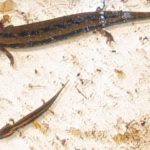 N. maculosus two juveniles in tank M. Ferguson