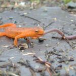 N. viridescens Red Eft eats worm Lynda Burt