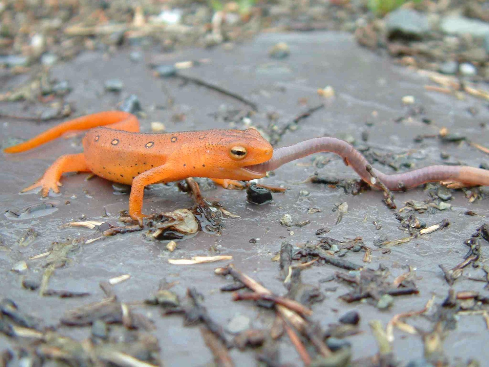Is a worm a reptile or amphibian sale