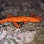 N. viridescens Red Eft on rock