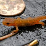 N. viridescens Red Eft w:quarter