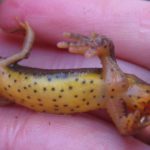 N. viridescens adult male vent&side in hand