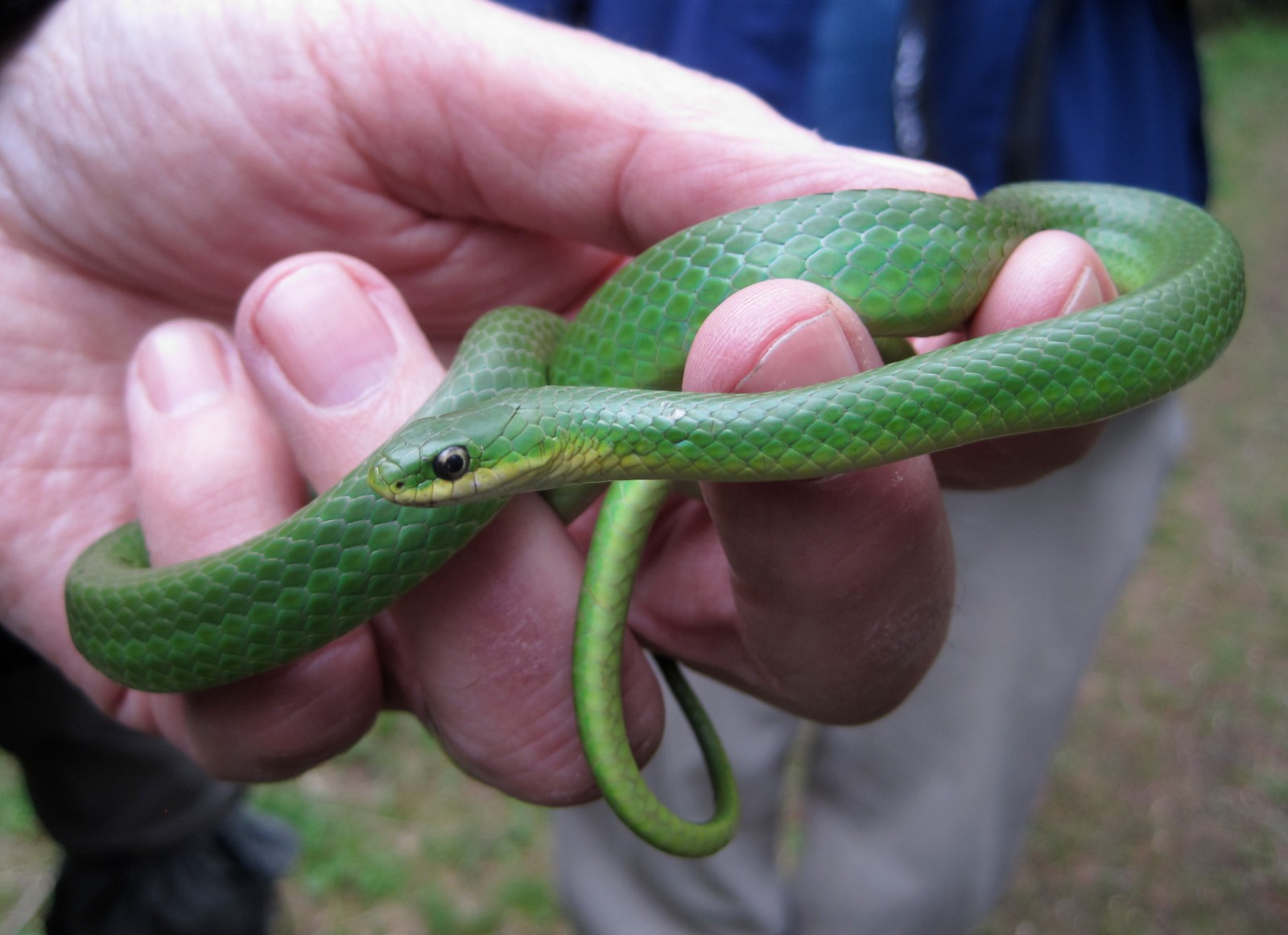 Opheodrys vernalis – Smooth Greensnake