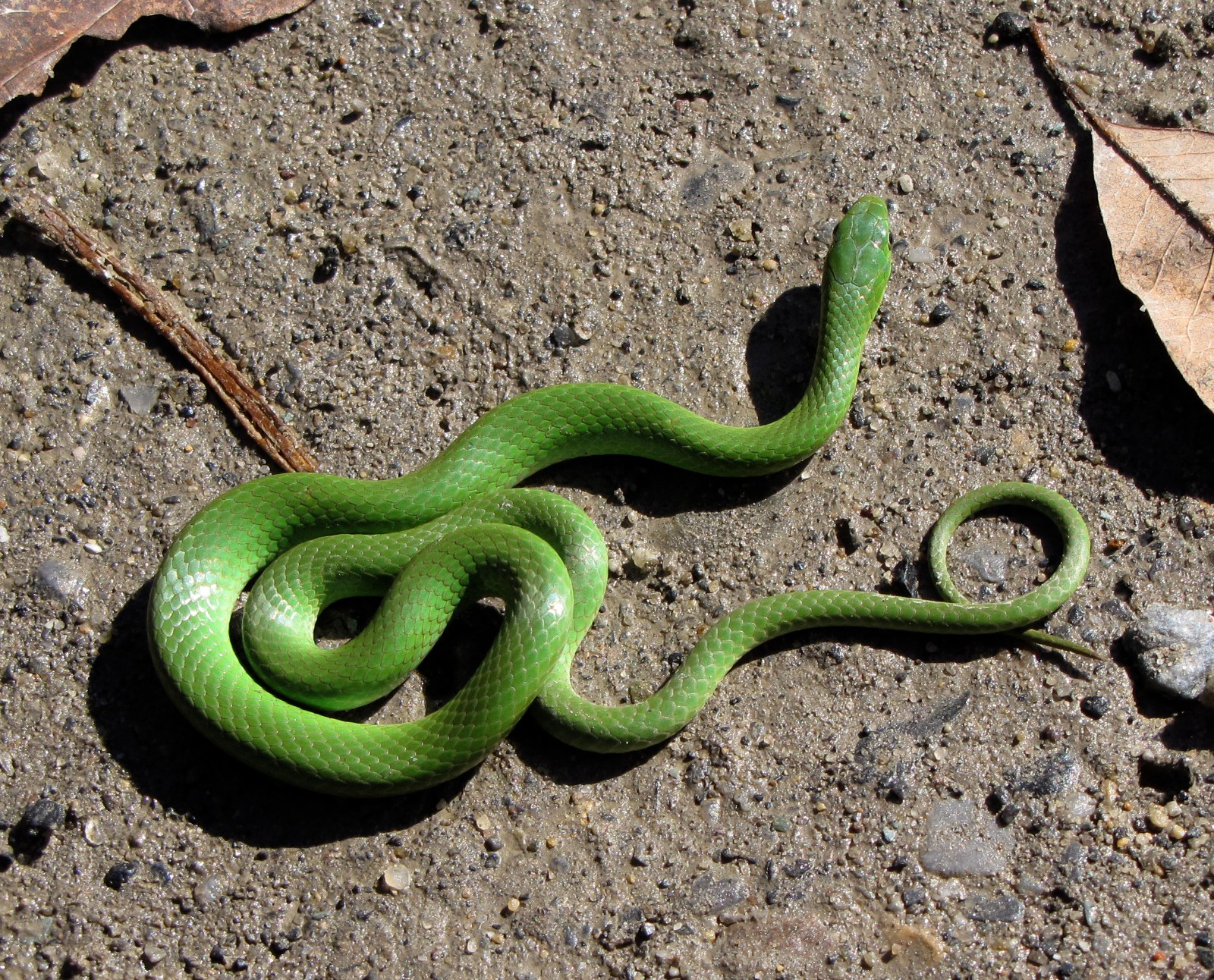 Opheodrys vernalis – Smooth Greensnake