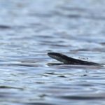 P-alleghaniensis in water, Benson, Summer 2014, Elkington and Howard