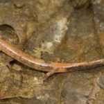 P-cinereus erythristic 2 K-Briggs