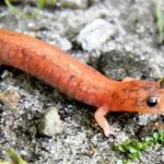 P-cinereus red form, Whitingham, Mike Clough, 7:8:2013