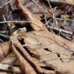 P-crucifer in leaves, Enosburgh, May 17, 2014, Steve Boal