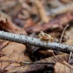 P-crucifer on twig, Enosburgh, May 17, 2014, Steve Boal