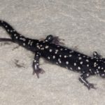 P-glutinosus