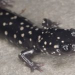 P-glutinosus Kiley Briggs