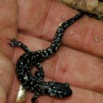 P-glutinosus in hand CS