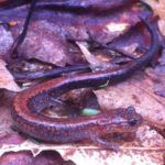 P. cinereus, Johnson, April 22, 2017, Zach Cota-Weaver