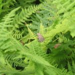 P. crucifer adult in ferns