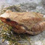 P. crucifer adult side on rock E. Talmage