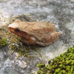 P. crucifer adult side on rock with moss E. Talmage