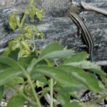 P. fasciatus juv & plant C. Slesar