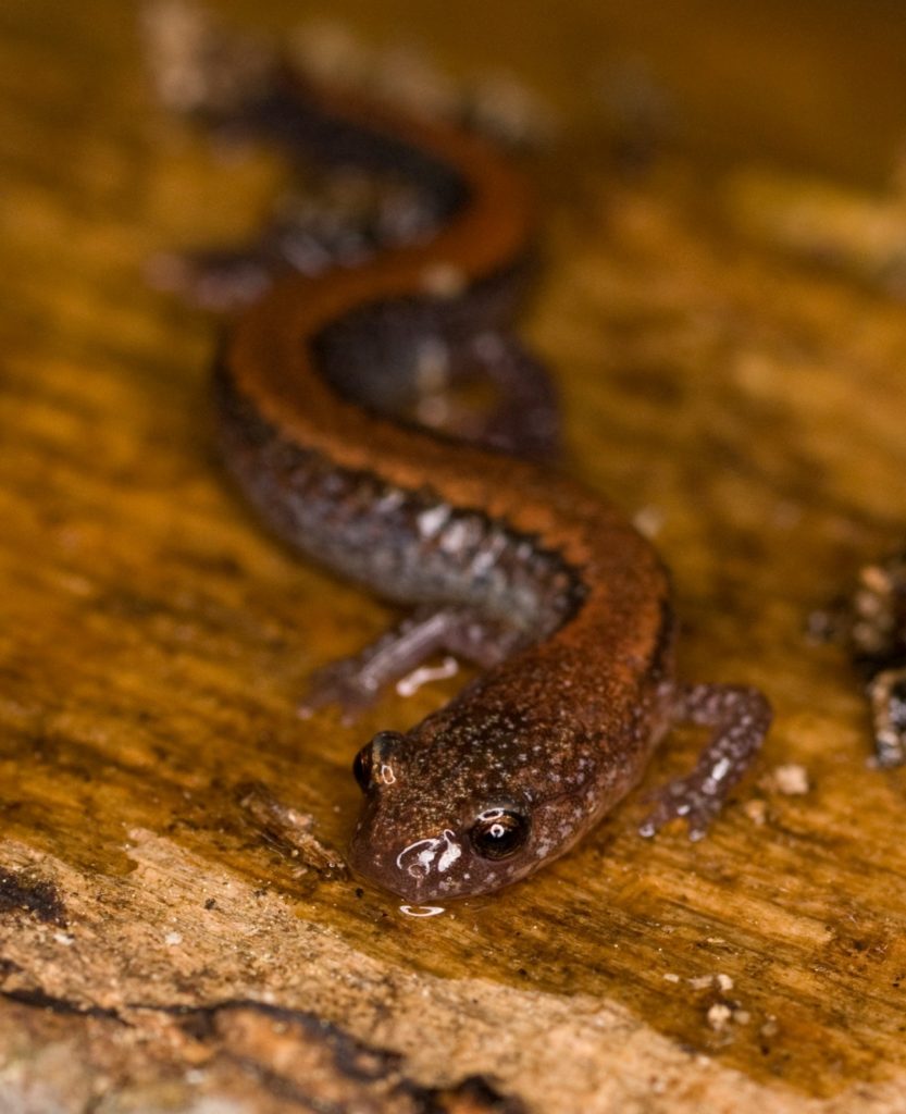 Red-backed sRed-backed salamander viewed from front: a brownish salamander with a broad red-brown stripe from the back of its head to its tail on wet, yellowish wood. Photo by Kiley Briggs and used by permission.alamander viewed from front: a bownish salamander with a broad red-brown strip from the back of its head to its tail on wet, yellowish wood. Photo by Kiley Briggs and used by permission.