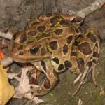 R-pipiens N-Leopard Frog KBriggs