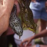 R. clamitans 2 different color adults in hand