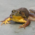 R. clamitans adult with swollen thumb