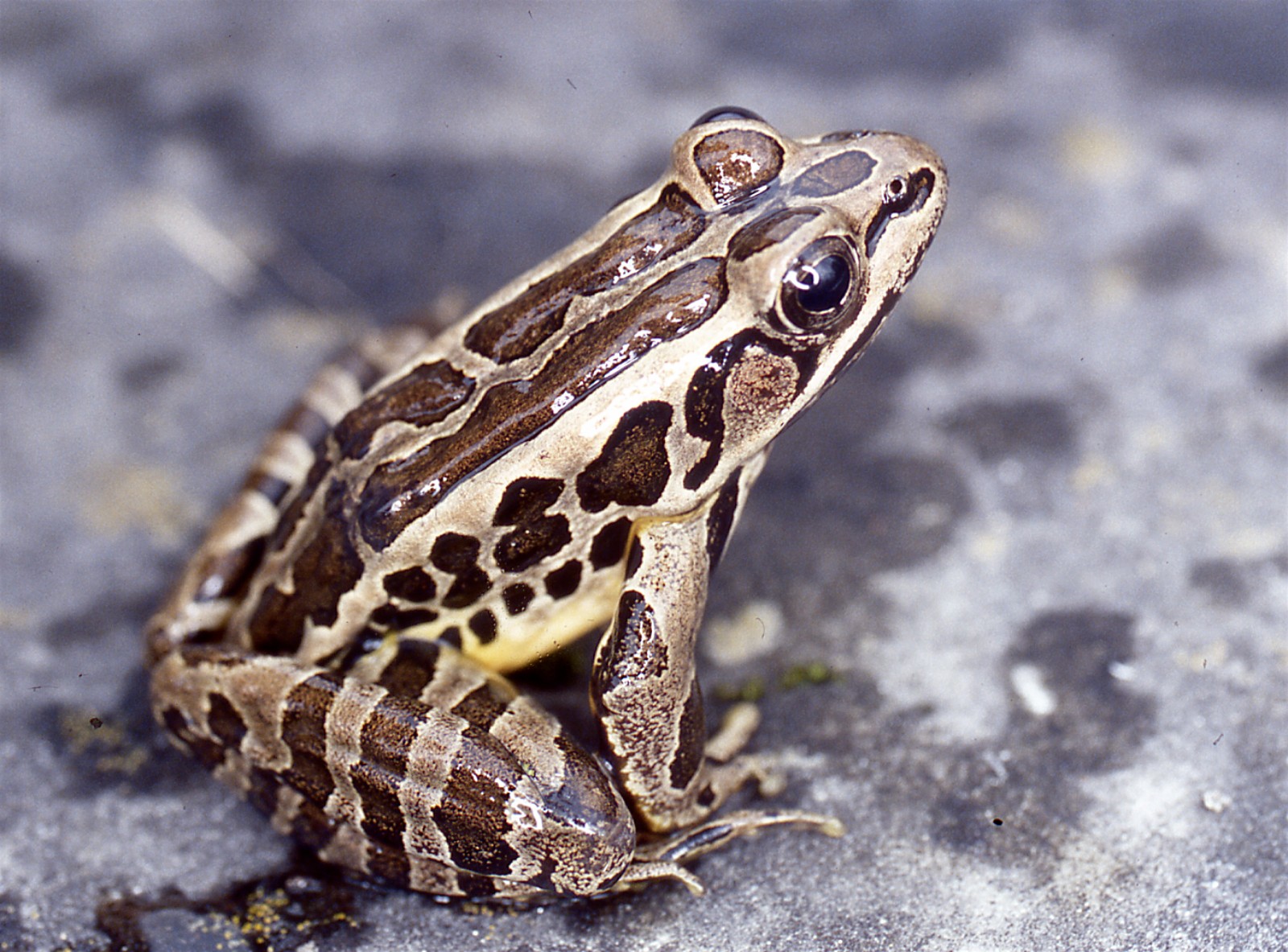 Show Me A Picture Of A Pickerel Frog - profile picture